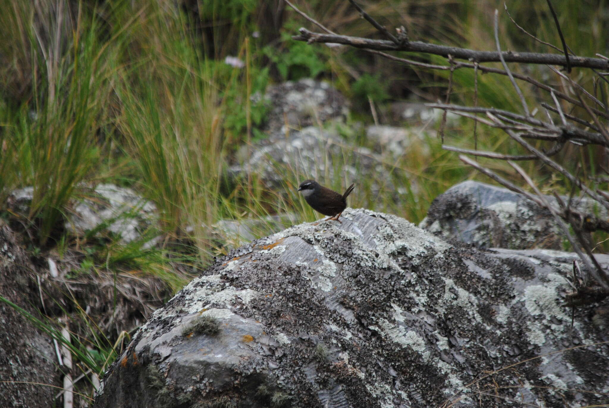 Image of White-browed Tapaculo