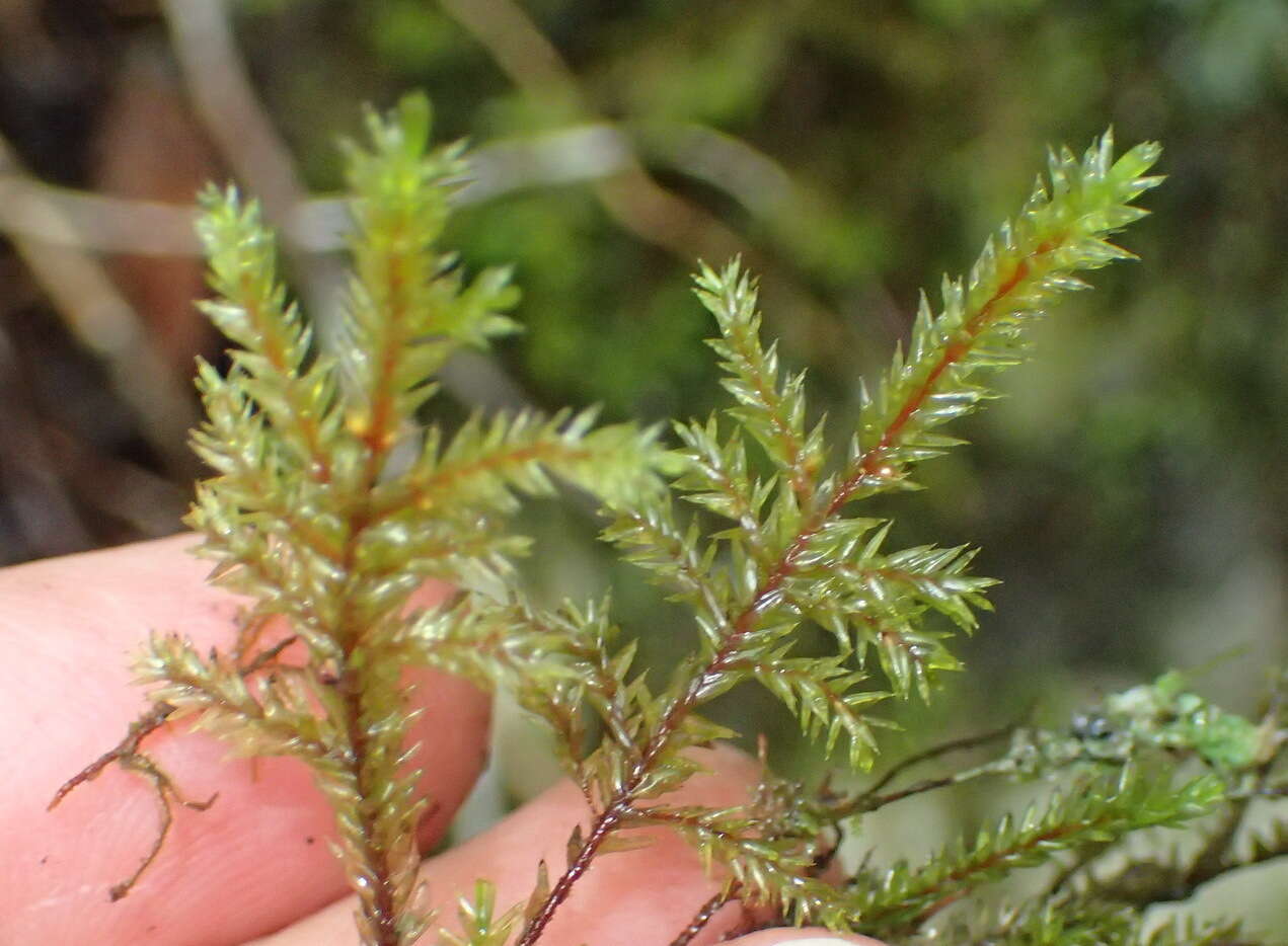 Image of Pterobryopsis hoehnelii Magill ex Magill & Rooy 1998