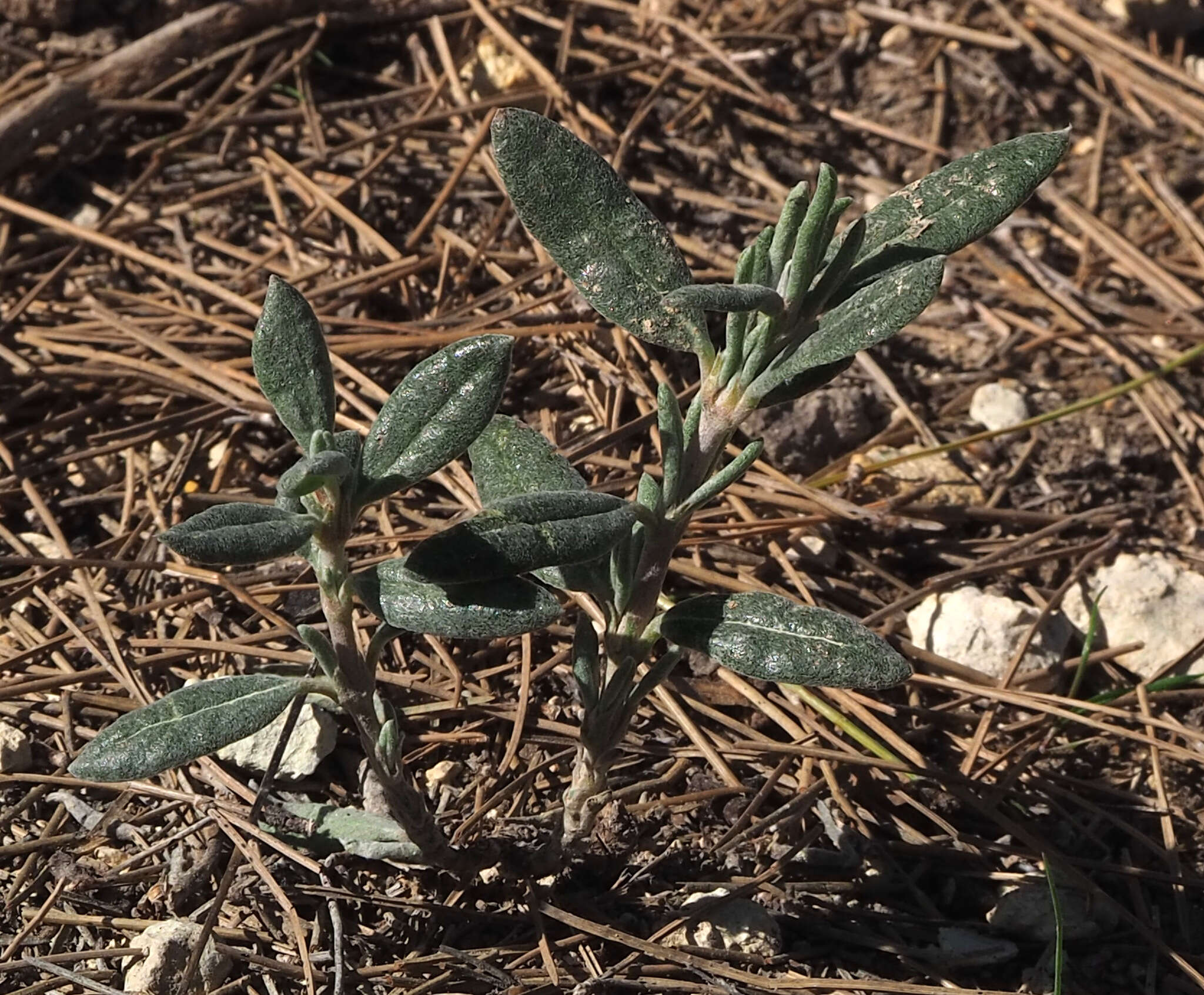 Image of Helianthemum syriacum (Jacq.) Dum.-Courset