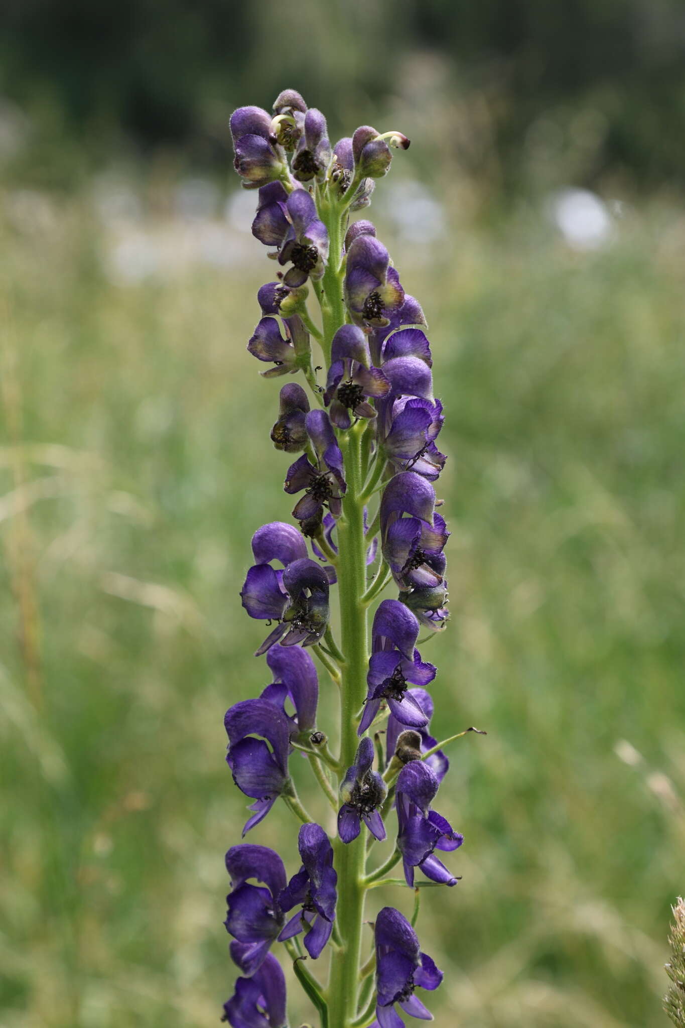 Aconitum burnatii Gayer的圖片