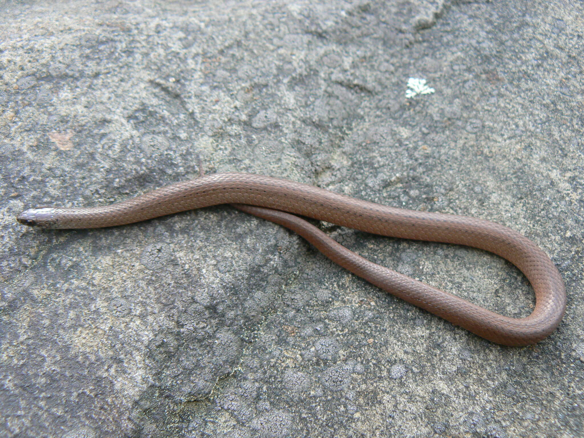 Image of Mountain Earth Snake