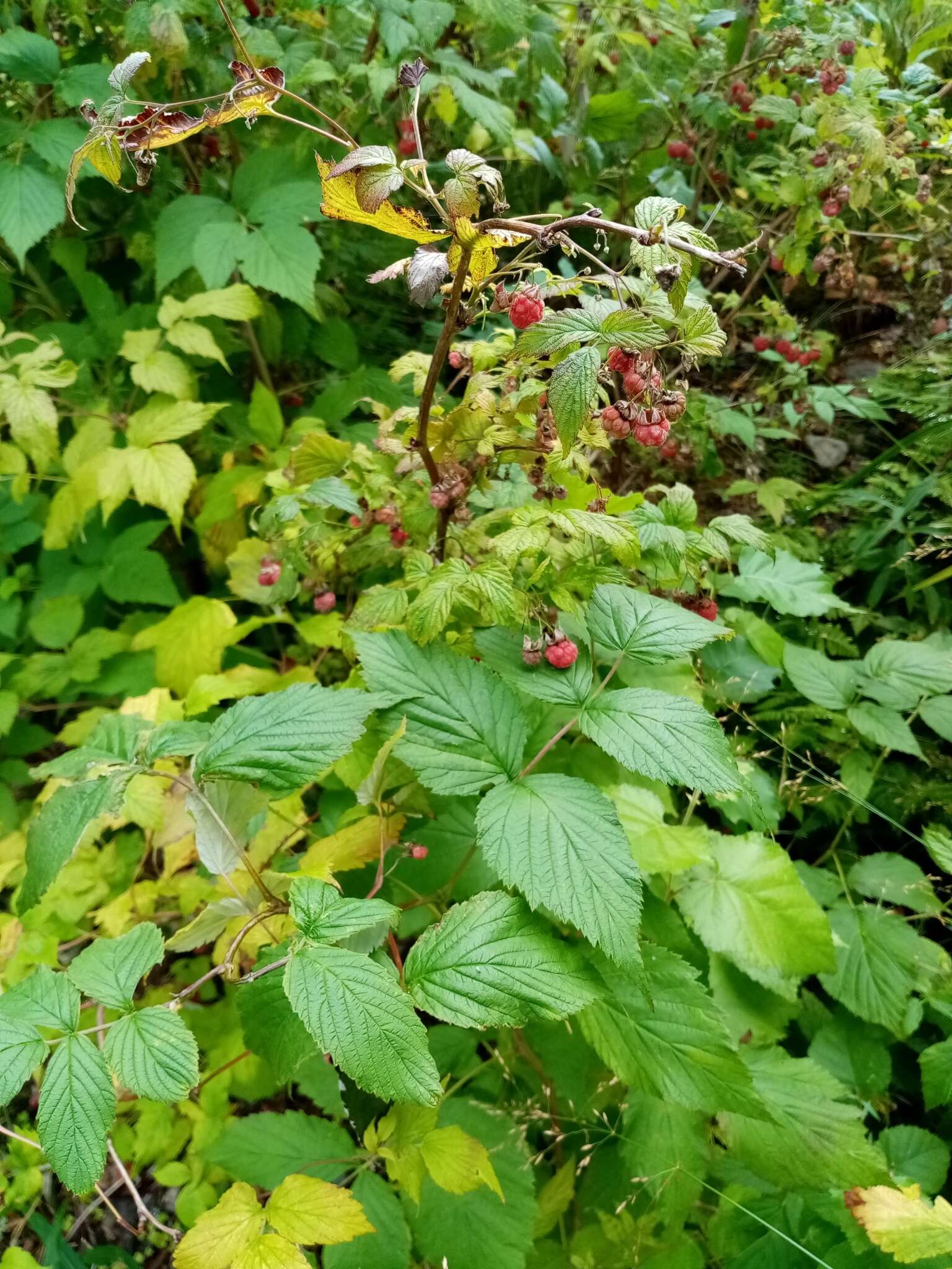 Image of American red raspberry