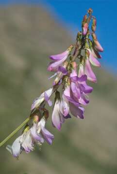 Plancia ëd Hedysarum boutignyanum (A. Camus) Alleiz.