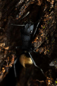 Image of Polyrhachis euterpe Forel 1902