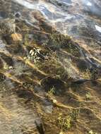 Image of northern snail-seed pondweed