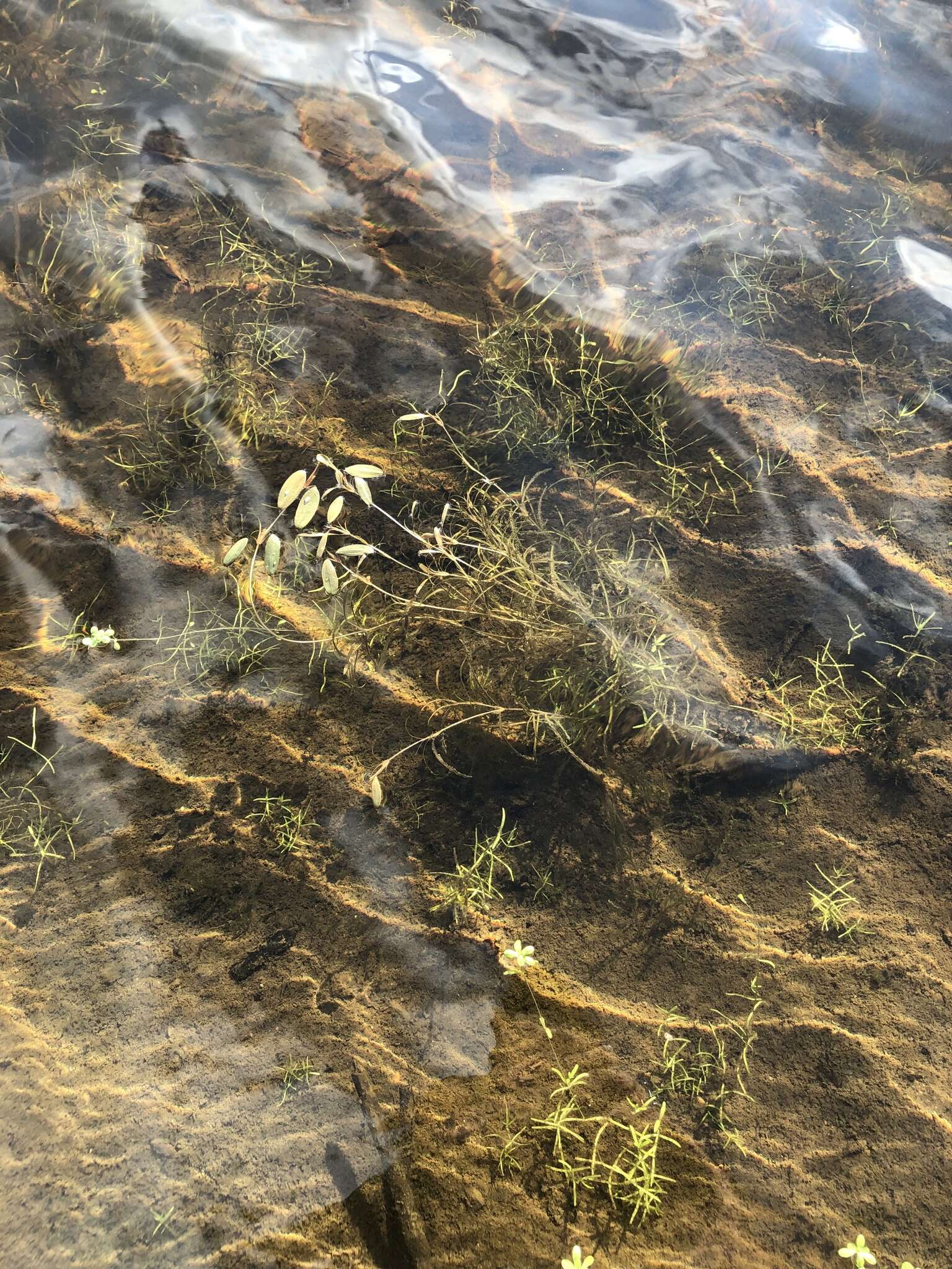 Image of northern snail-seed pondweed