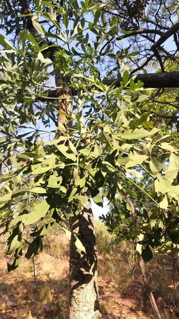 Image of Transvaal Cabbage Tree