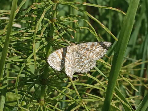 Scopula immorata Linnaeus 1758 resmi