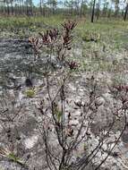 Image of Chapman's Rhododendron