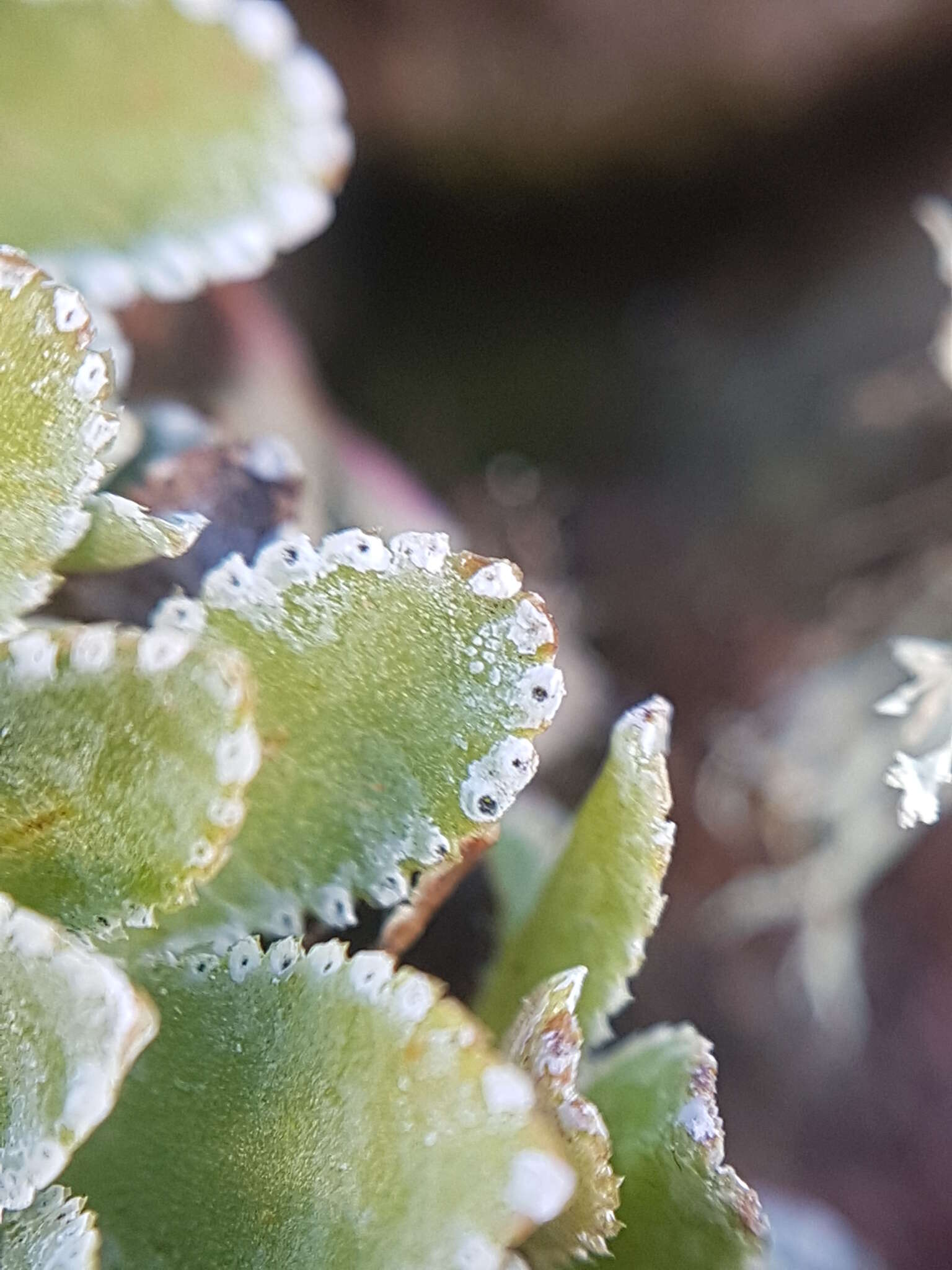 Image of Saxifraga paniculata subsp. laestadii (Neuman) T. Karlsson