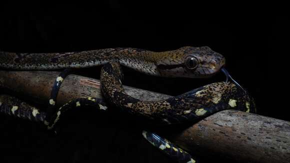 Image of Dog-toothed Cat Snake