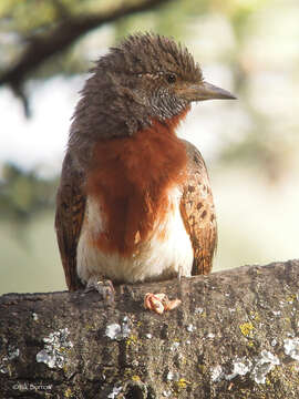 Image of Ethiopian Wryneck