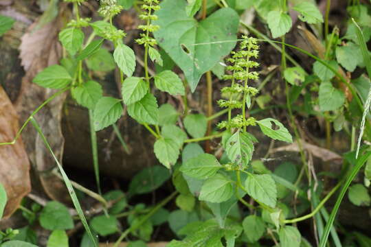 Image of slender wild basil