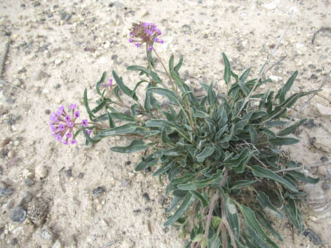 Image of Carleton's sand verbena