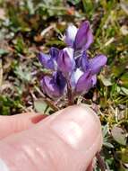 Image of Lupinus sellulus var. lobbii (S. Watson) B. J. Cox