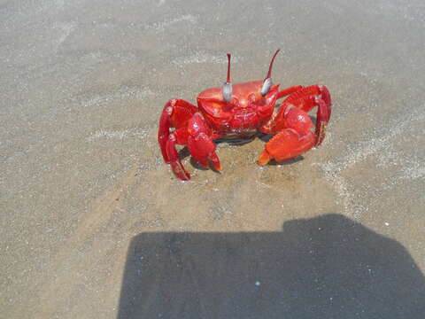 Image of red ghost crab