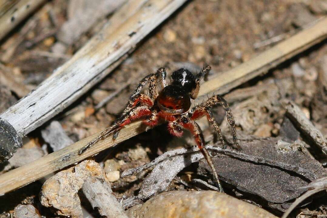 Image of Habronattus americanus (Keyserling 1885)