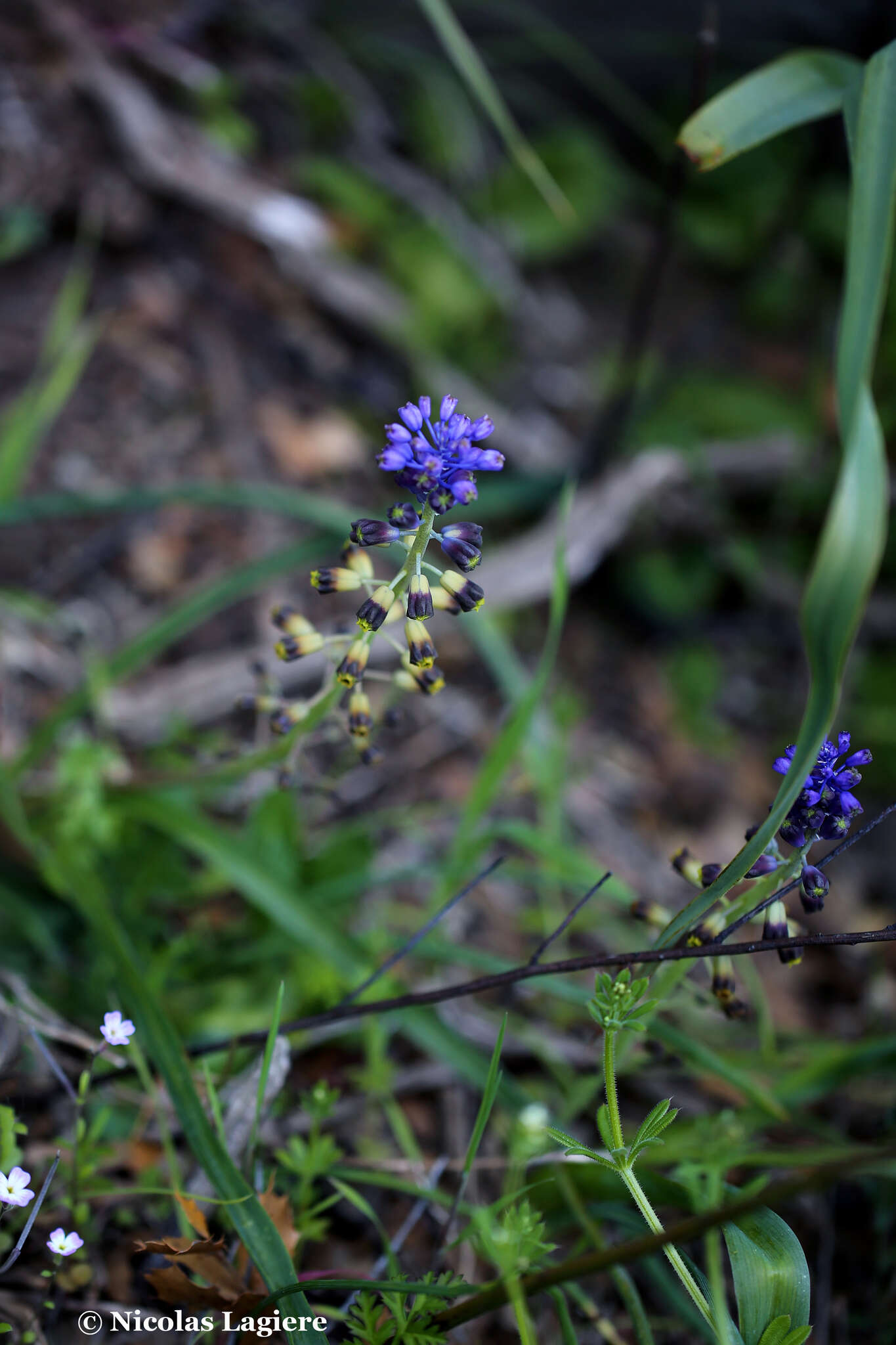 Слика од Leopoldia cycladica (P. H. Davis & D. C. Stuart) Garbari