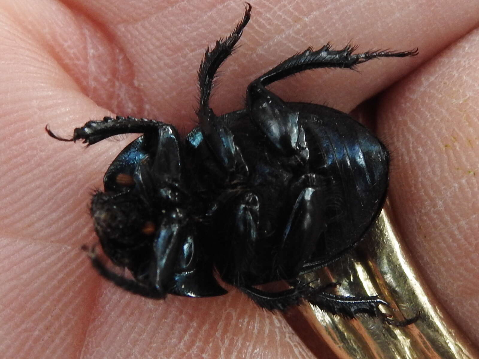 Image of Cnemotrupes semiopacus (Jekel 1865)