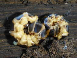 Image of Western Banded Glowworm