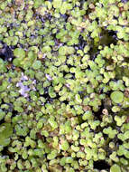 Image of turion duckweed