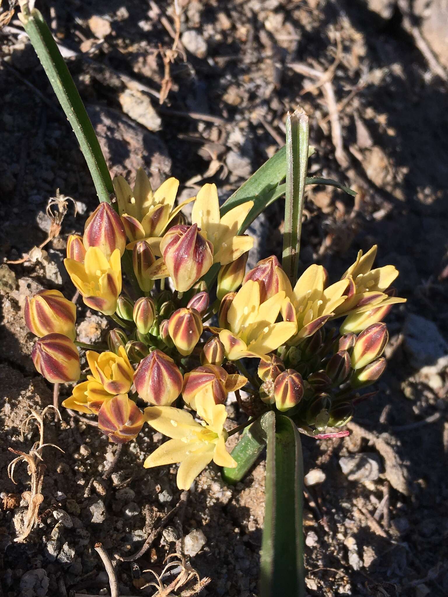 Слика од Triteleia piutensis Kentner & K. E. Steiner