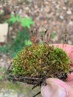 Image of Black fruited stink moss