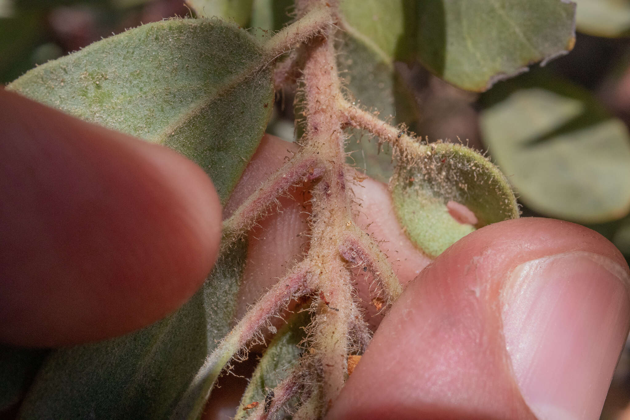 Image of Eastwood's manzanita