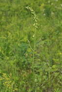 Слика од Aconitum barbatum Pers.