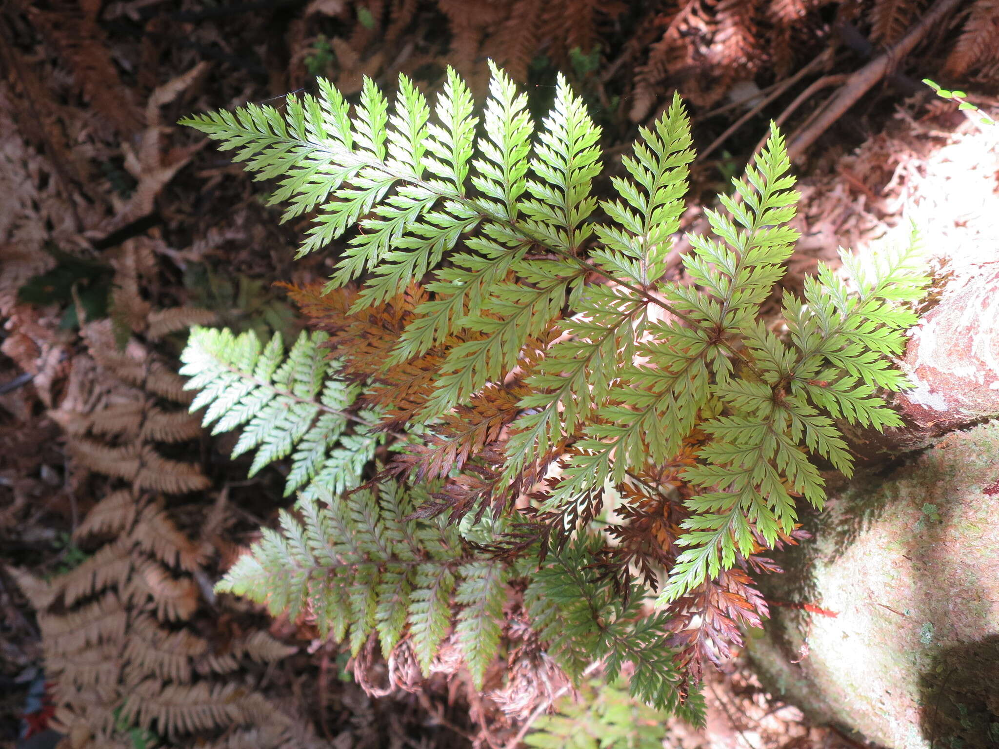 Image of Lastreopsis hispida (Sw.) Tindale