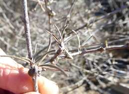 Image of Olearia virgata var. lineata Kirk