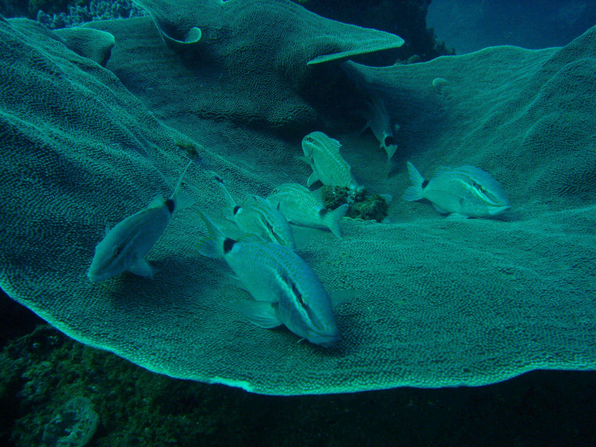 Image of Blacksaddle goatfish