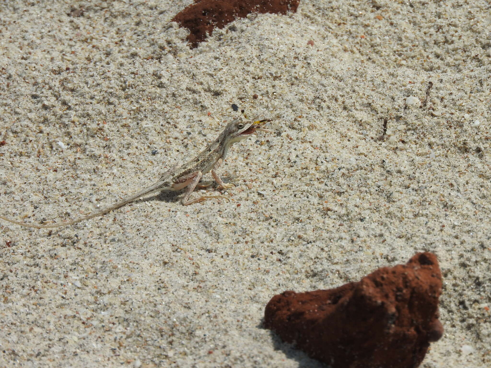 Image of palm leaf fan-throated lizard