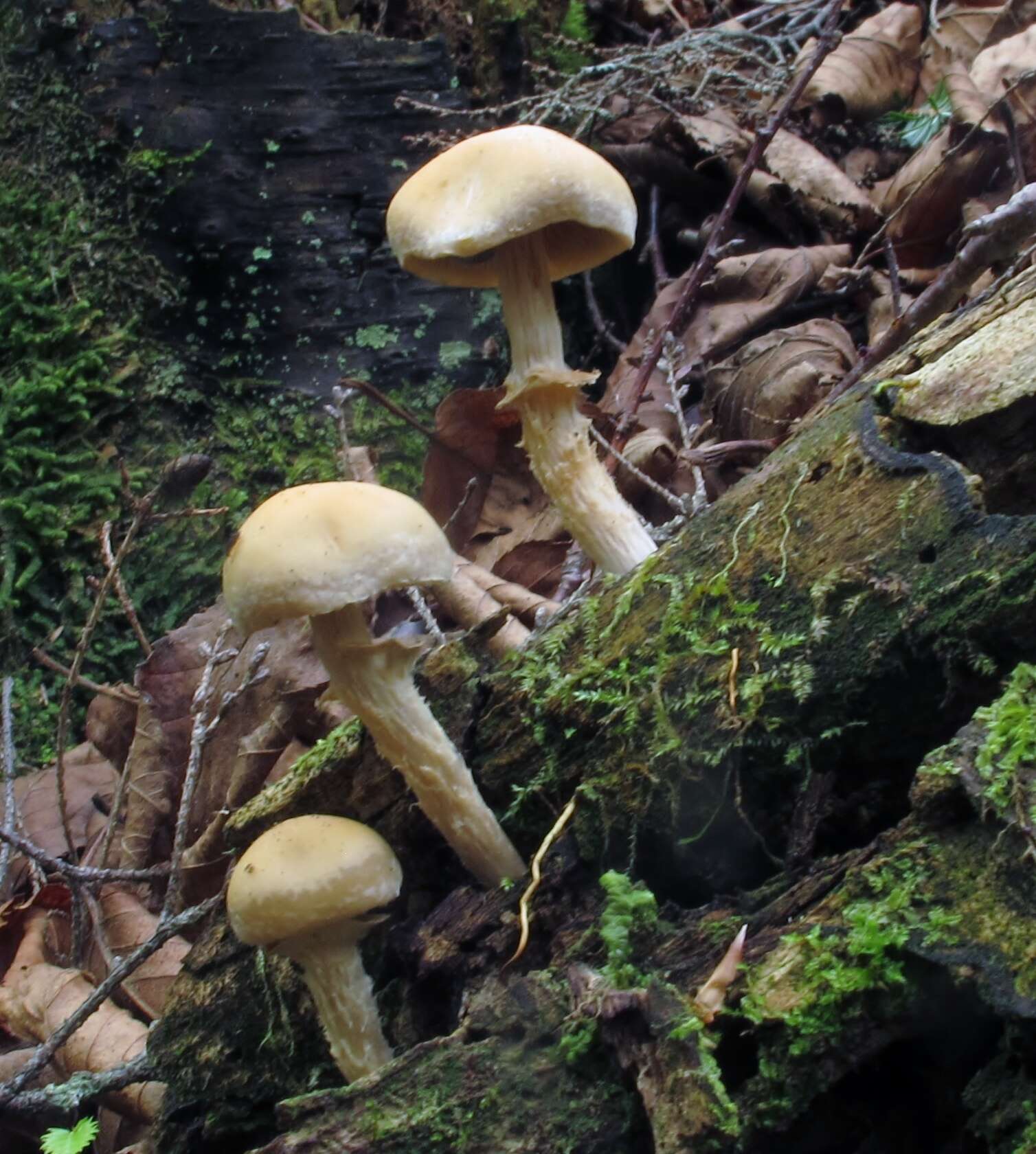 Image of Pholiota marginella Peck 1898