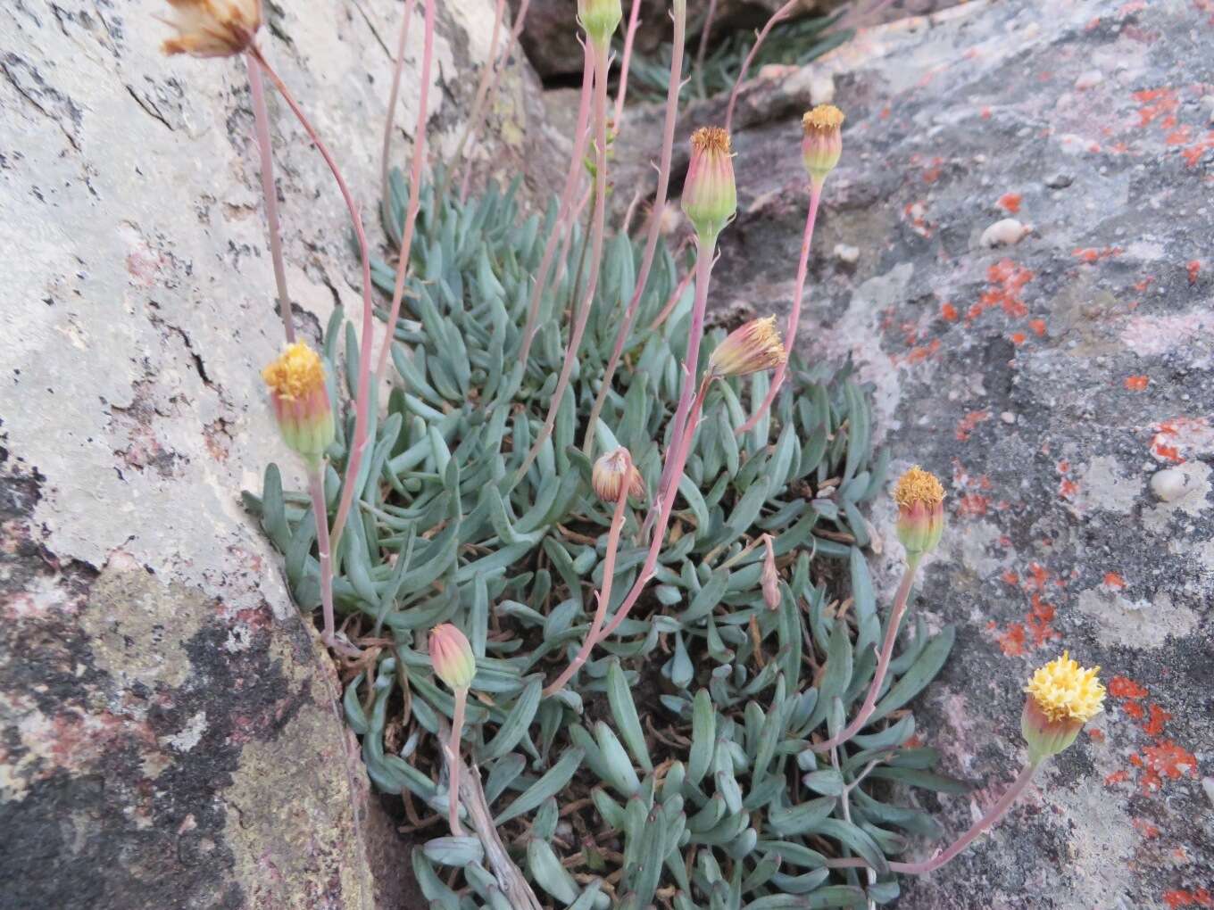 Image of Curio repens (L.) P. V. Heath