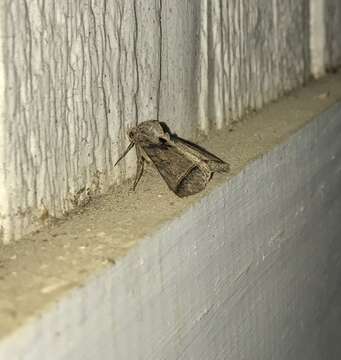 Image of Black Bit Moth