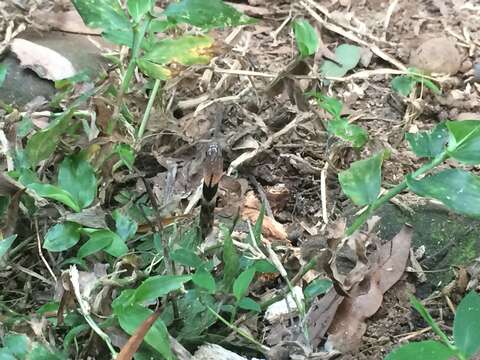 Image of Taiwan Keelback