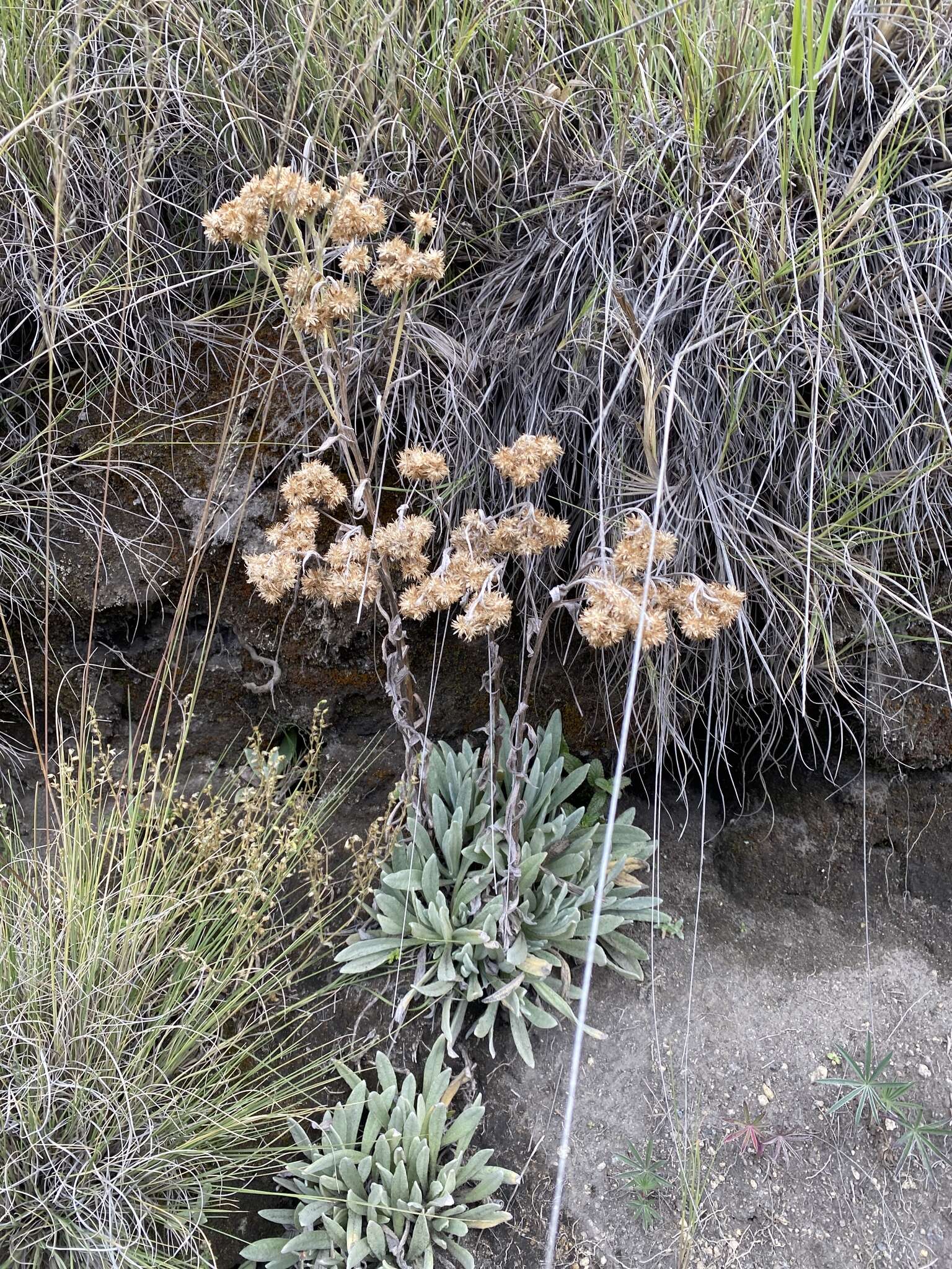 Image de Packera bellidifolia (Kunth) W. A. Weber & Á. Löve