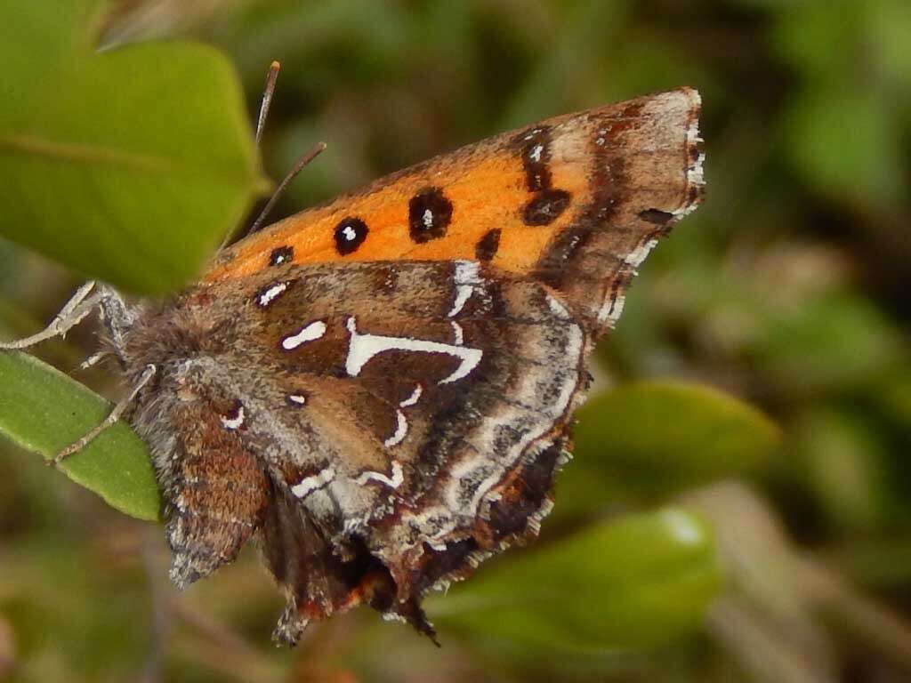 Image of Phasis thero (Linnaeus 1764)