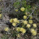 Image of Petrophile filifolia R. Br.