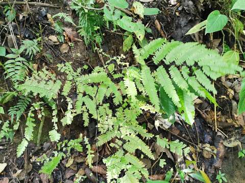 Image de Adiantum polyphyllum Willd.