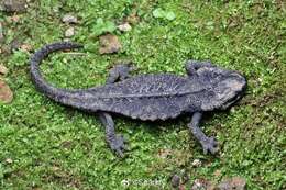 Image of Chinhai Spiny Crocodile Newt