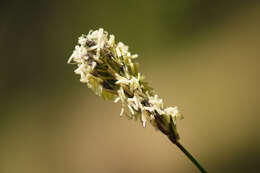 Imagem de Sesleria caerulea (L.) Ard.