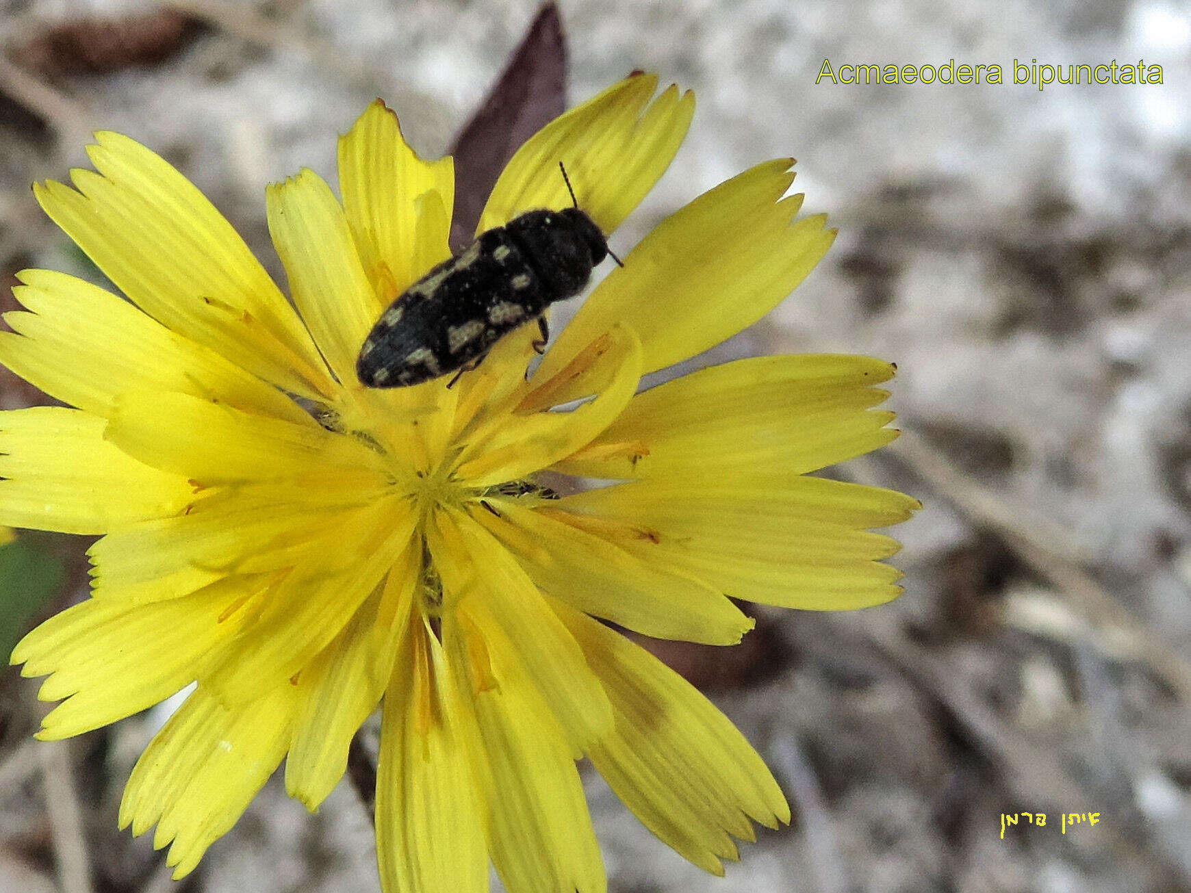 Image de Acmaeodera bipunctata (Olivier 1790)