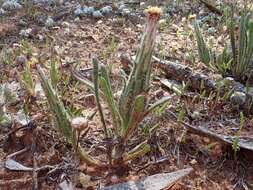 Image of Podotheca angustifolia (Labill.) Less.