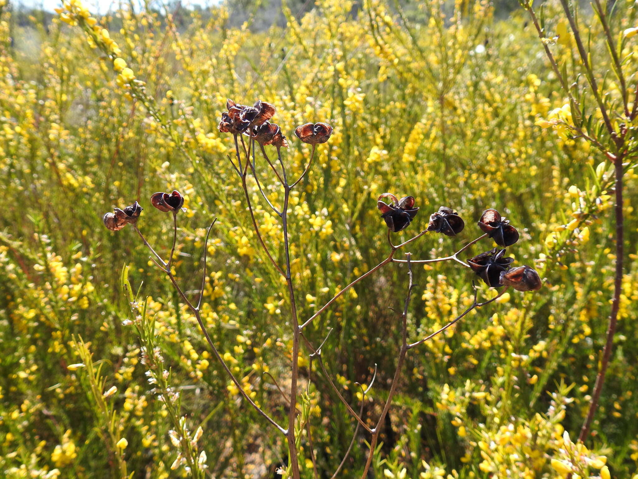 Image of Haemodorum tenuifolium A. Cunn. ex Benth.