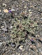 Image of Snow Mountain beardtongue