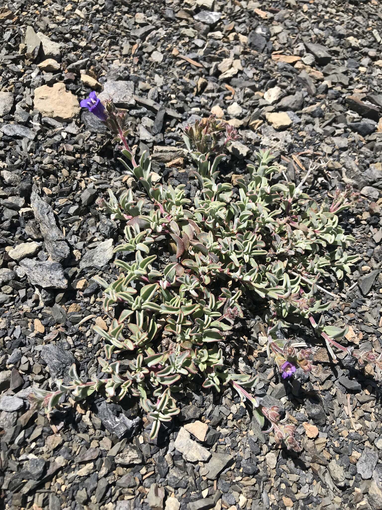 Image of Snow Mountain beardtongue