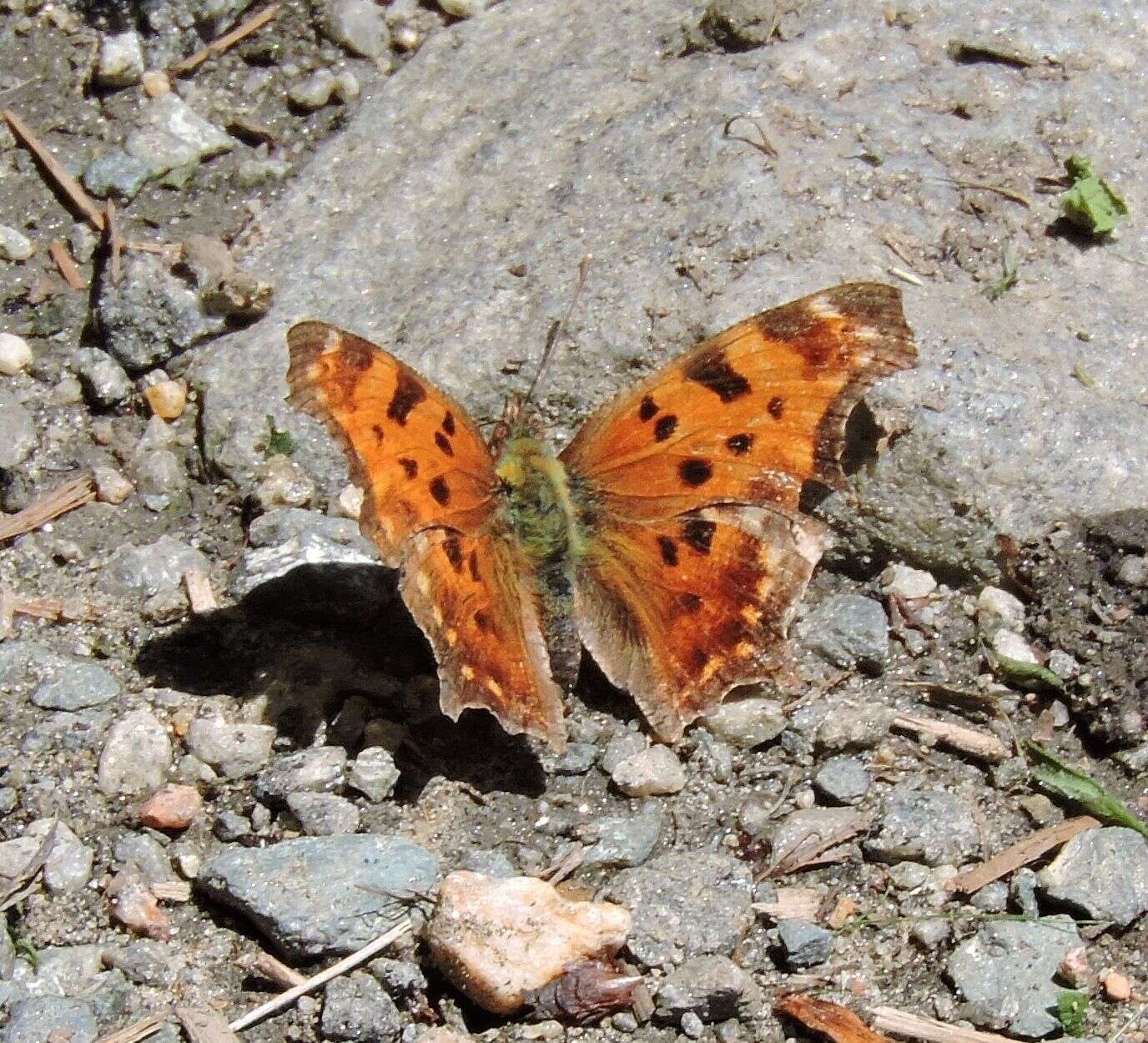 Image of Eastern Comma