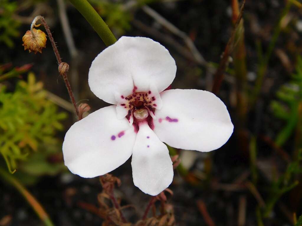 Image of Disa fasciata Lindl.